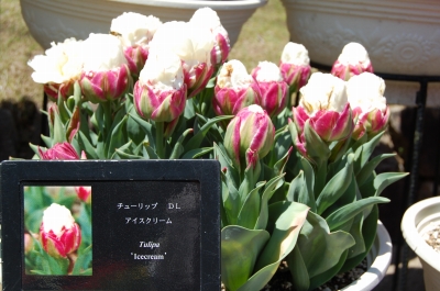 s-DSC_4744.jpg