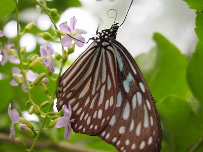 s-P7086198.jpg