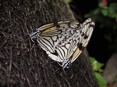 s-P7086203.jpg