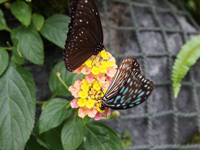s-P7086204.jpg