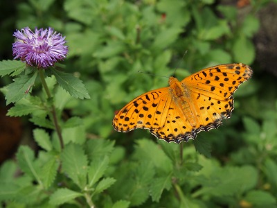 s-P7086205.jpg