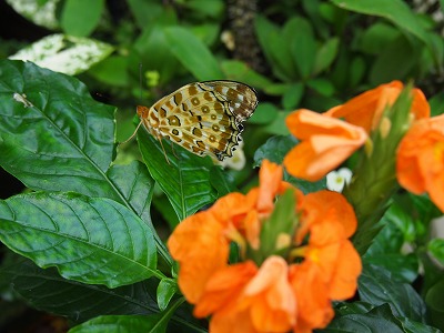 s-P7086206.jpg