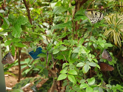 s-P7086211.jpg